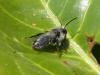 Andrena cineraria